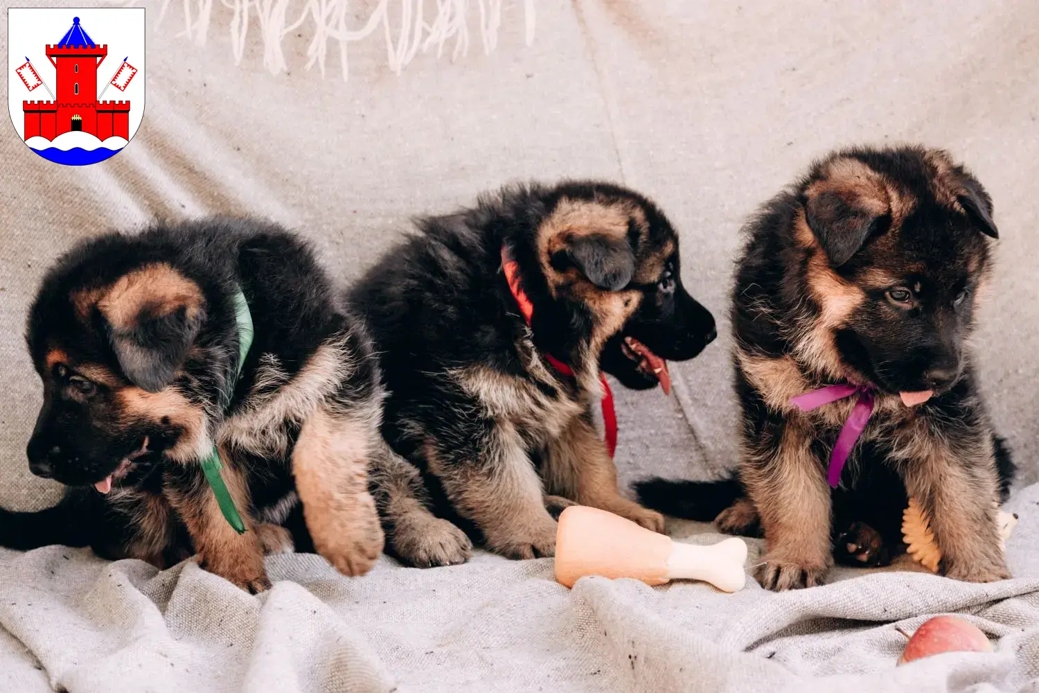 Deutscher Schäferhund Welpen und Züchter Bad Segeberg Hier findest Du Deutschen Schäferhunden Züchter in Bad Segeberg.