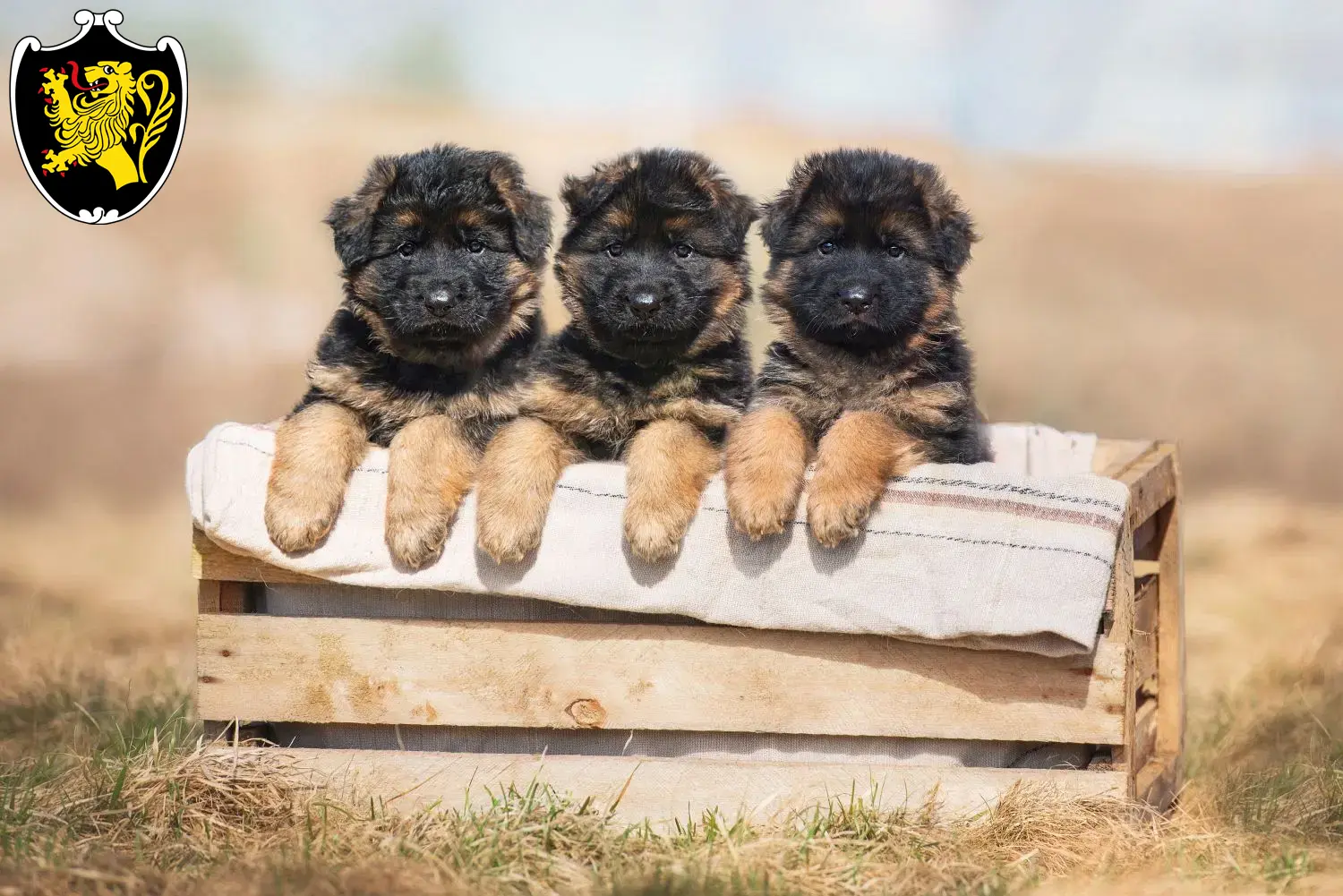 Deutscher Schäferhund Welpen und Züchter Bad Tölz Hier findest Du Deutschen Schäferhunden Züchter in Bad Tölz.