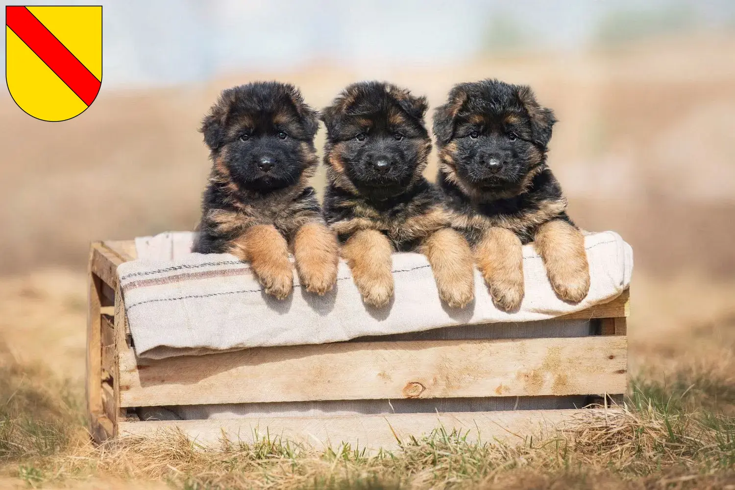 Deutscher Schäferhund Welpen und Züchter Baden Hier findest Du Deutschen Schäferhunden Züchter in Baden.