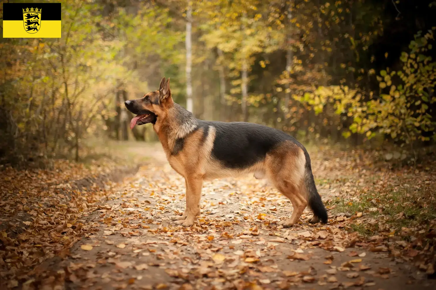 Deutscher Schäferhund Welpen und Züchter Baden-Württemberg Hier findest Du Deutschen Schäferhunden Züchter in Baden-Württemberg.