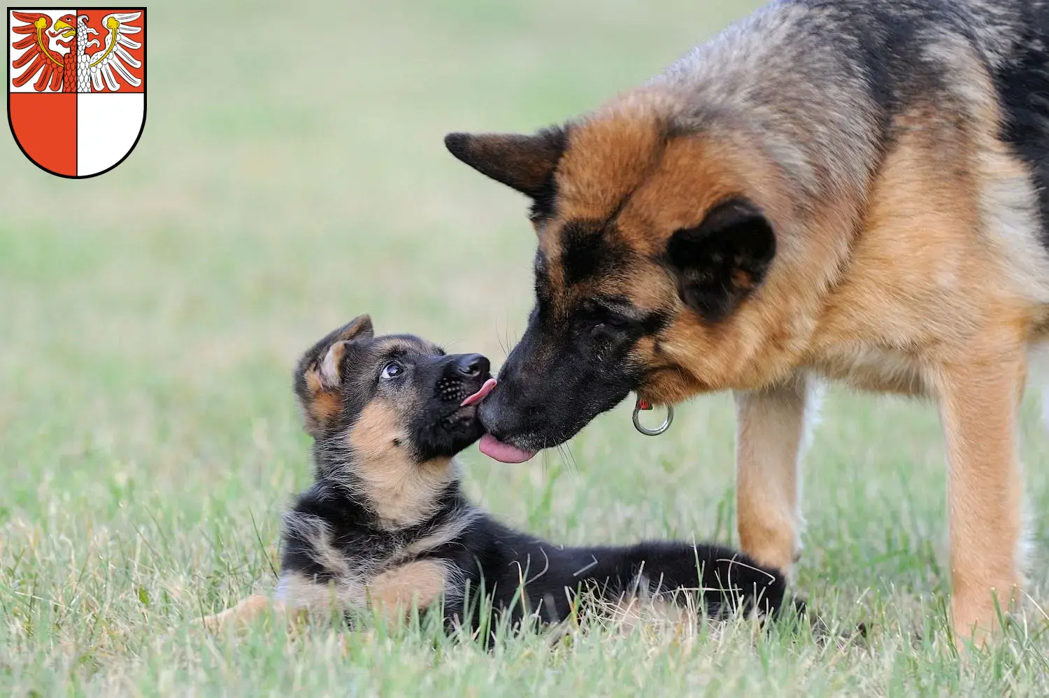 Deutscher Schäferhund Welpen und Züchter Barnim Hier findest Du Deutschen Schäferhunden Züchter in Barnim.