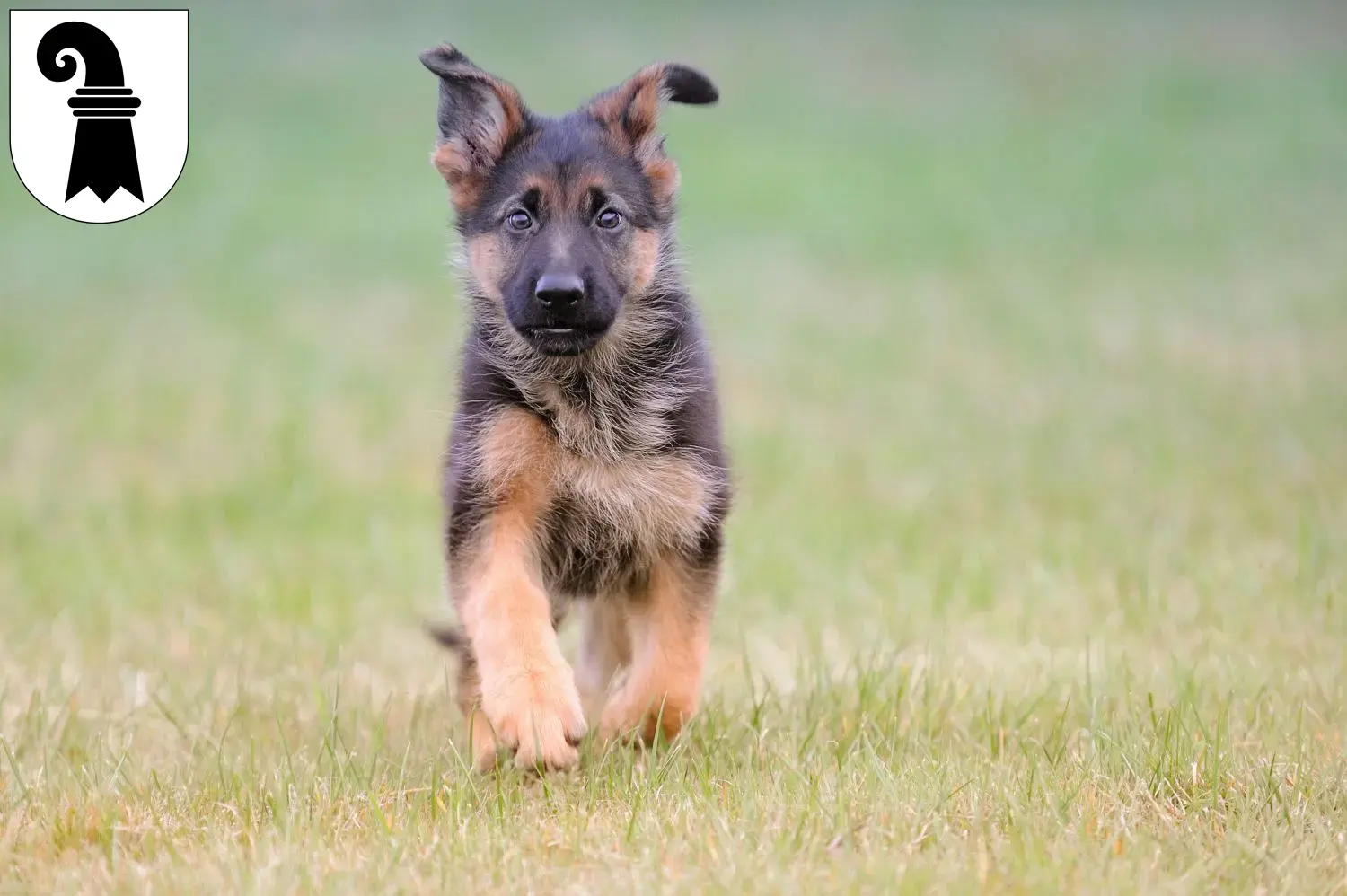 Deutscher Schäferhund Welpen und Züchter Basel Hier findest Du Deutschen Schäferhunden Züchter in Basel.