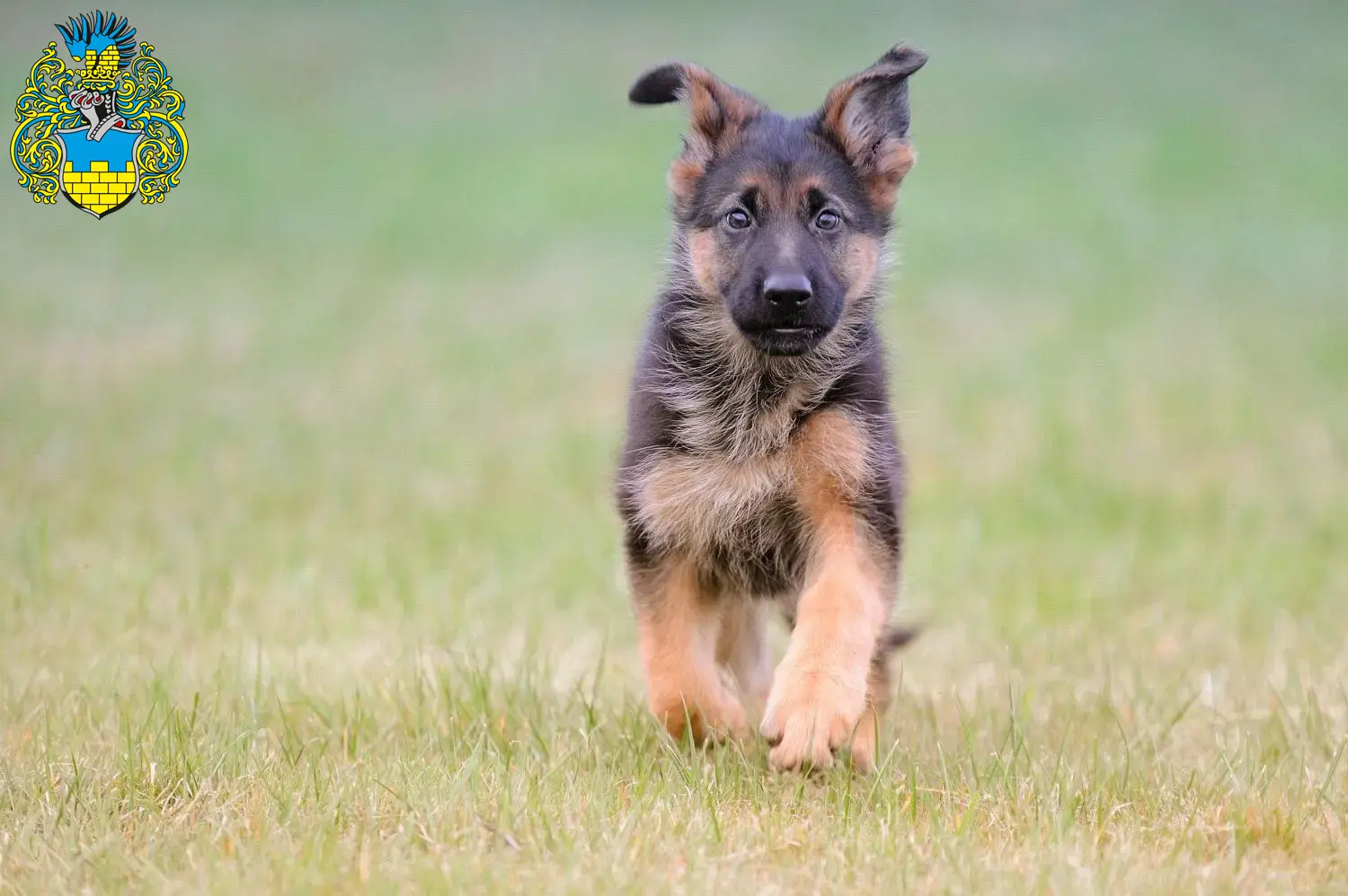 Deutscher Schäferhund Welpen und Züchter Bautzen Hier findest Du Deutschen Schäferhunden Züchter in Bautzen.