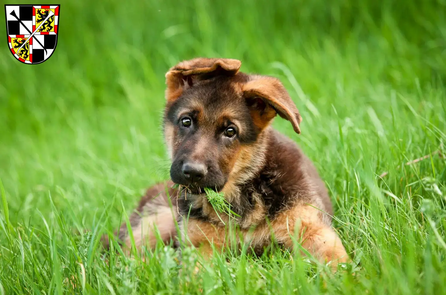 Deutscher Schäferhund Welpen und Züchter Bayreuth Hier findest Du Deutschen Schäferhunden Züchter in Bayreuth.