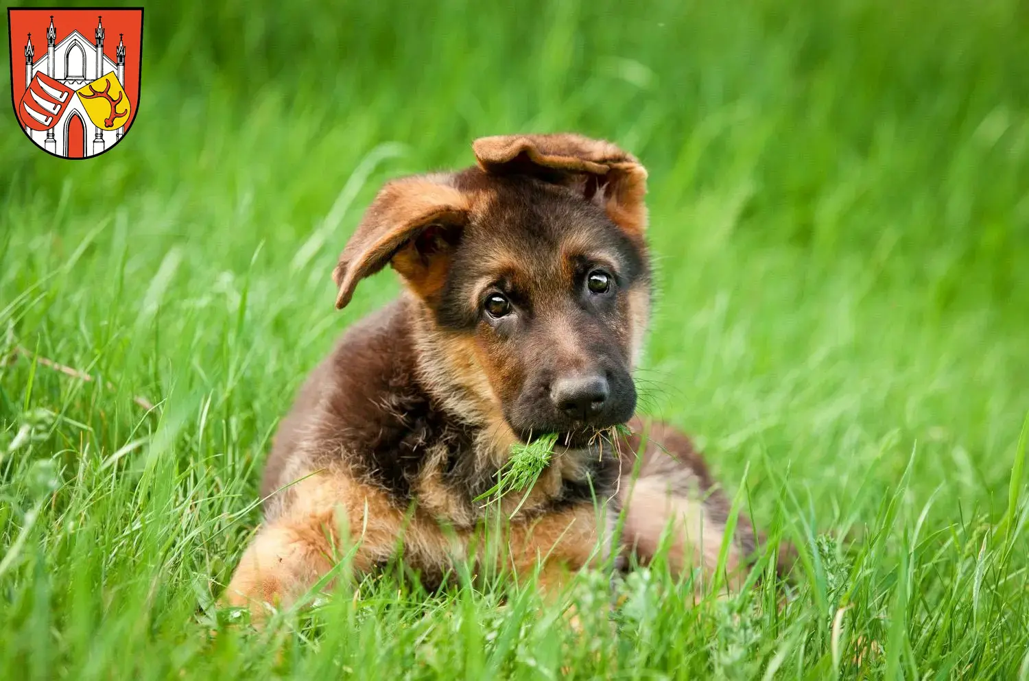 Deutscher Schäferhund Welpen und Züchter Beeskow Hier findest Du Deutschen Schäferhunden Züchter in Beeskow.
