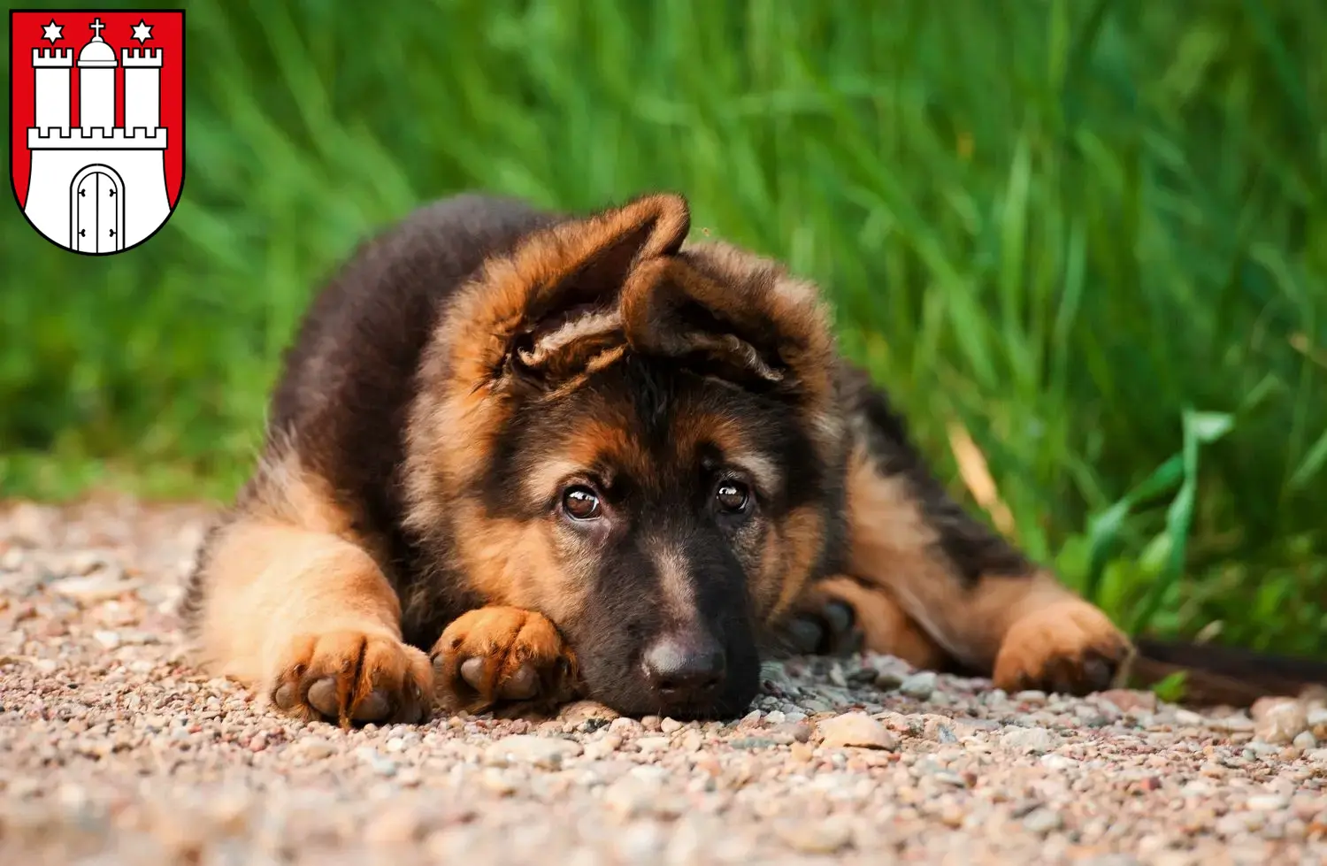 Deutscher Schäferhund Welpen und Züchter Bergedorf Hier findest Du Deutschen Schäferhunden Züchter in Bergedorf.