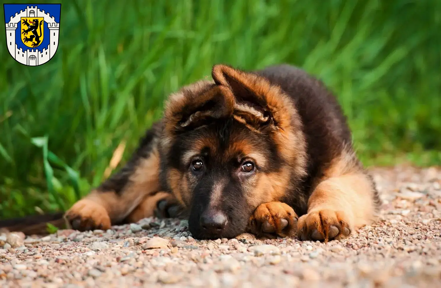 Deutscher Schäferhund Welpen und Züchter Bergheim Hier findest Du Deutschen Schäferhunden Züchter in Bergheim.
