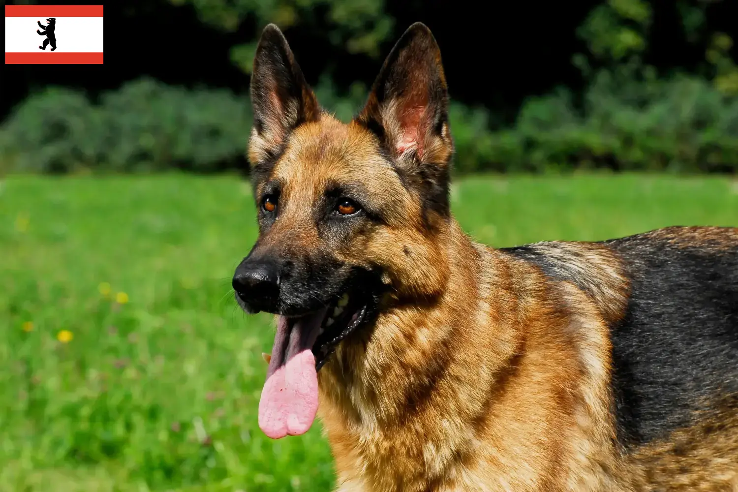 Deutscher Schäferhund Welpen und Züchter Berlin Hier findest Du Deutschen Schäferhunden Züchter in Berlin.