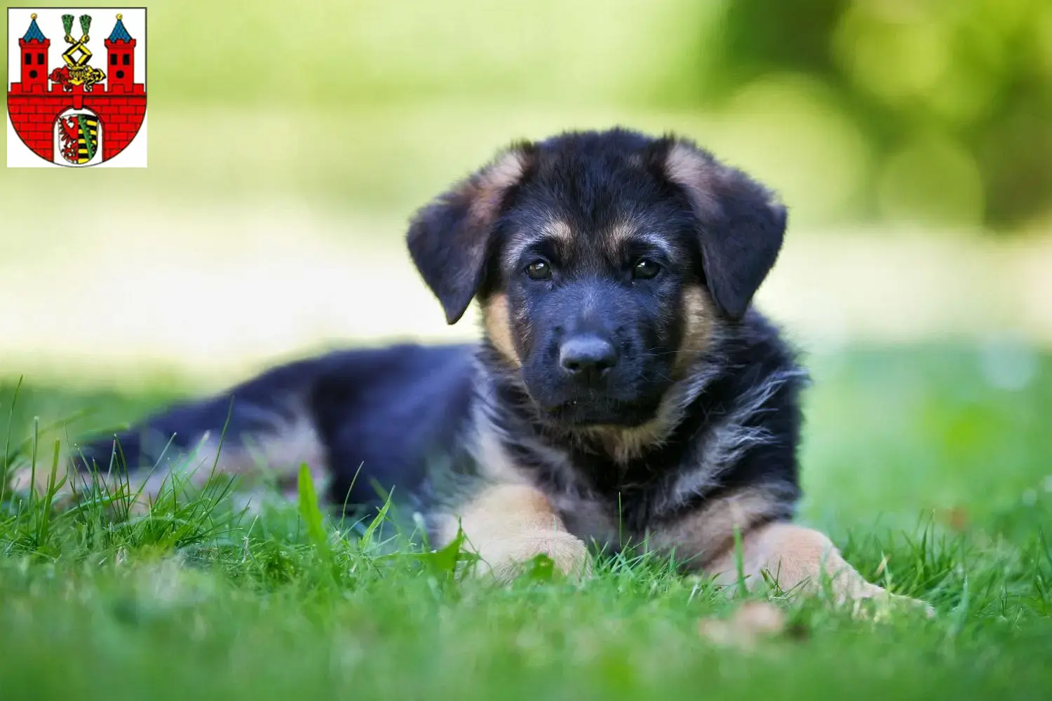 Deutscher Schäferhund Welpen und Züchter Bernburg (Saale) Hier findest Du Deutschen Schäferhunden Züchter in Bernburg (Saale).