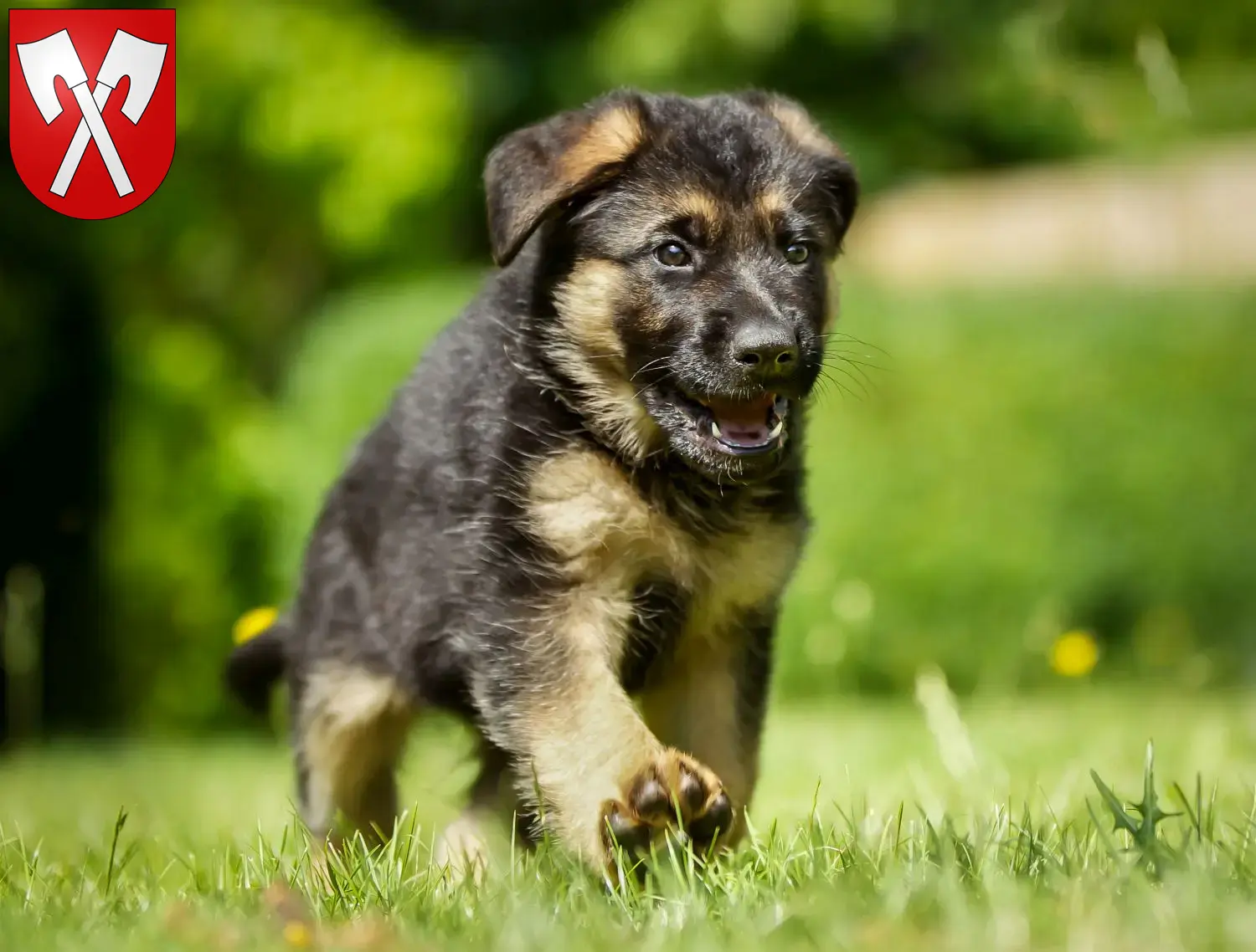 Deutscher Schäferhund Welpen und Züchter Biel Hier findest Du Deutschen Schäferhunden Züchter in Biel.