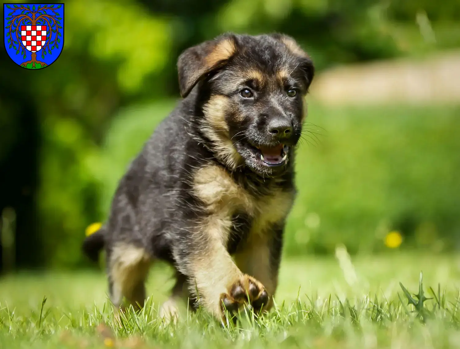Deutscher Schäferhund Welpen und Züchter Birkenfeld (Nahe) Hier findest Du Deutschen Schäferhunden Züchter in Birkenfeld (Nahe).
