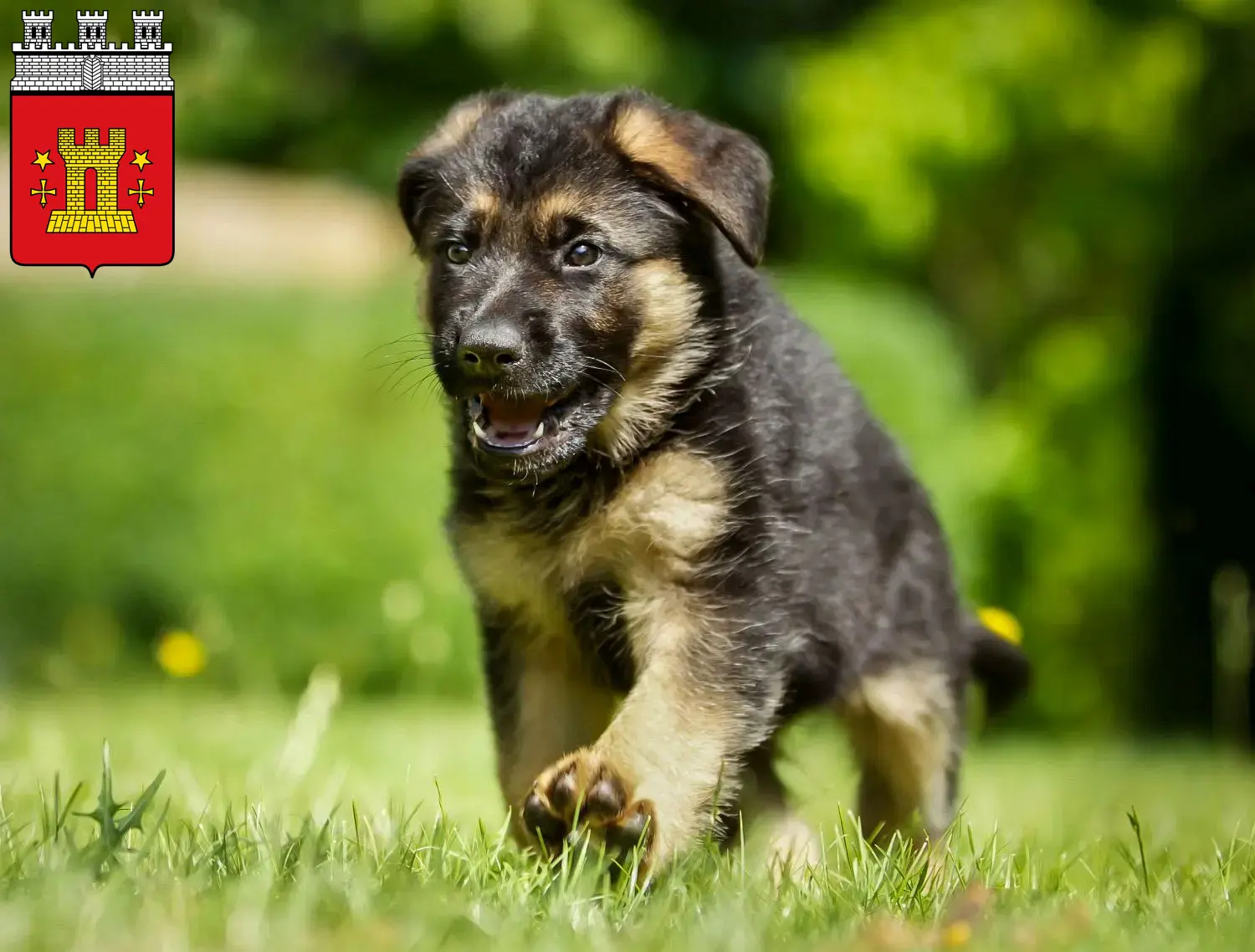 Deutscher Schäferhund Welpen und Züchter Bitburg Hier findest Du Deutschen Schäferhunden Züchter in Bitburg.