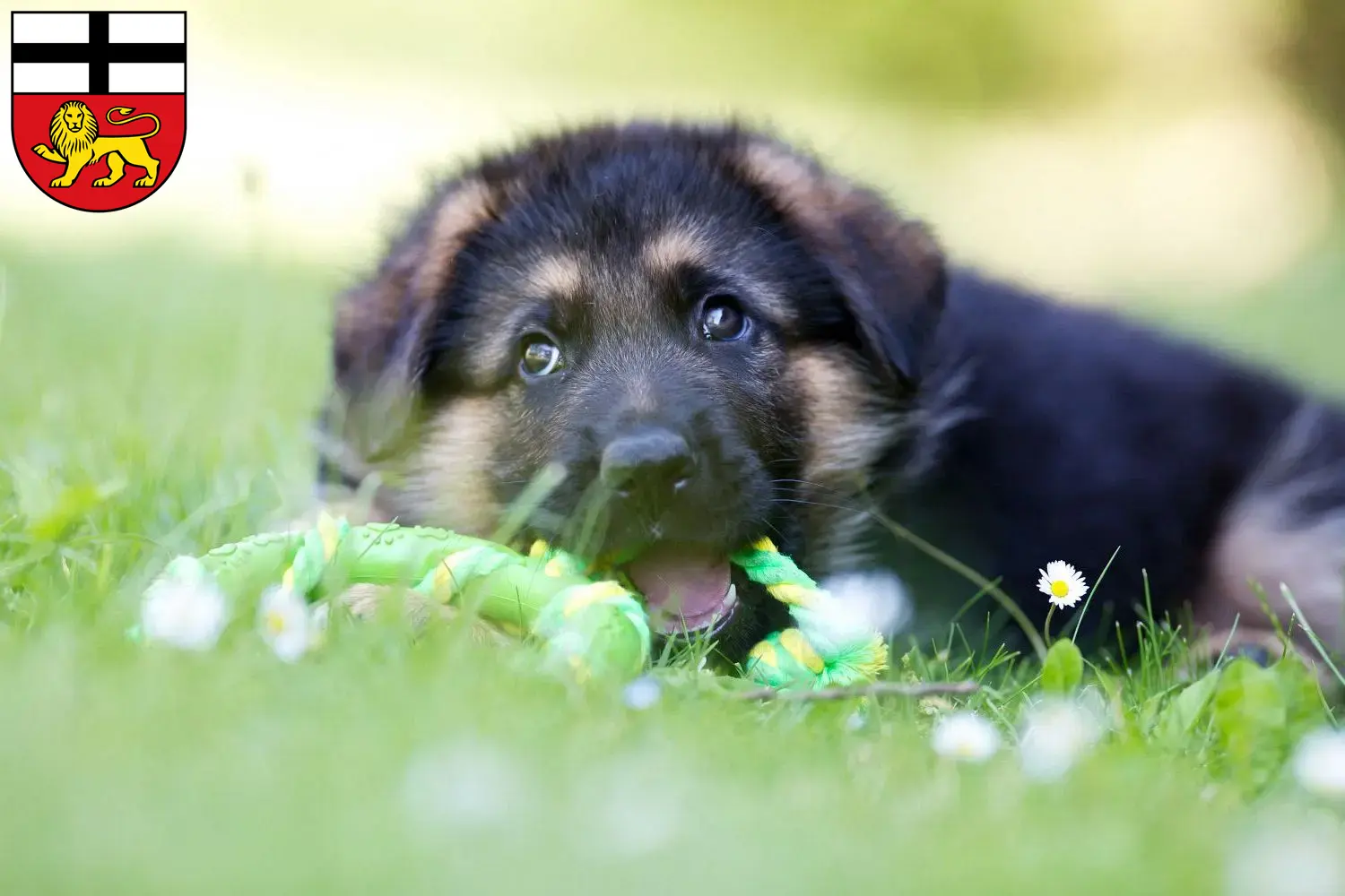 Deutscher Schäferhund Welpen und Züchter Bonn Hier findest Du Deutschen Schäferhunden Züchter in Bonn.