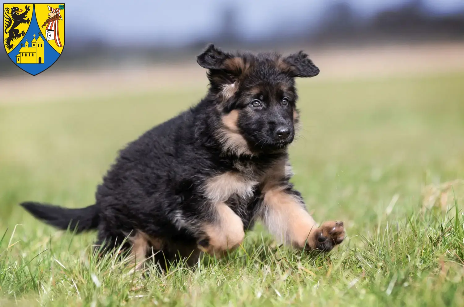 Deutscher Schäferhund Welpen und Züchter Borna Hier findest Du Deutschen Schäferhunden Züchter in Borna.