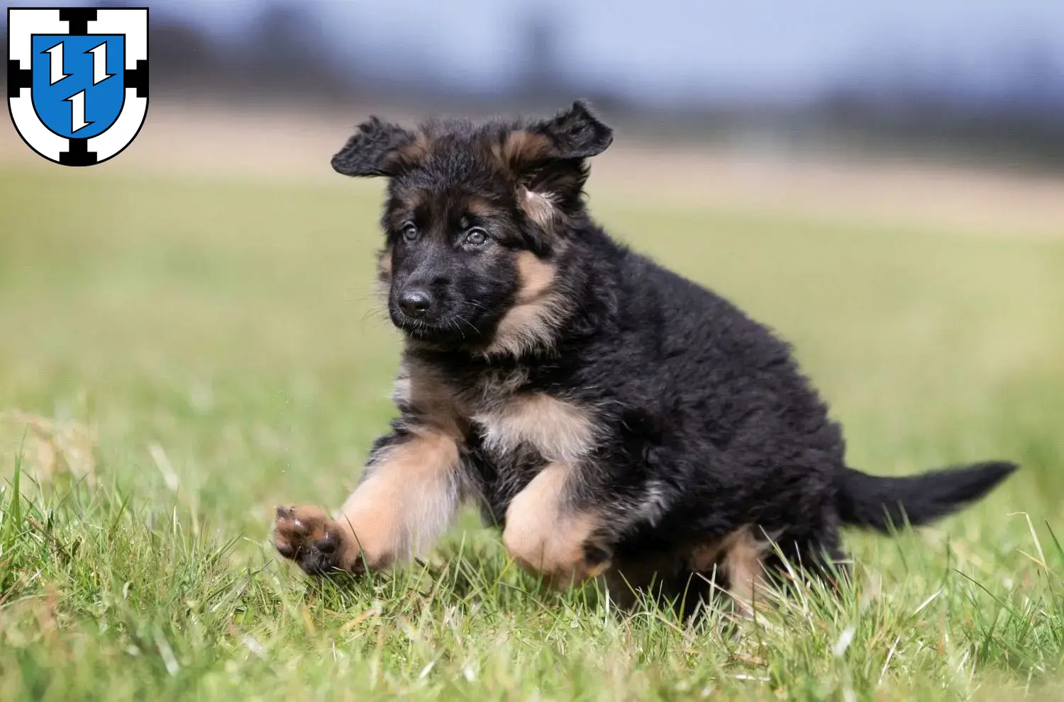Deutscher Schäferhund Welpen und Züchter Bottrop Hier findest Du Deutschen Schäferhunden Züchter in Bottrop.
