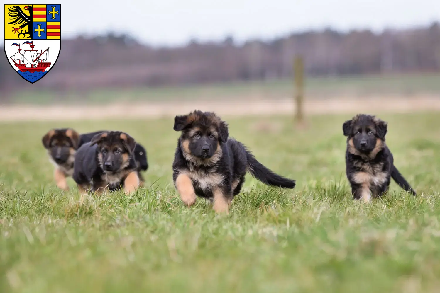 Deutscher Schäferhund Welpen und Züchter Brake (Unterweser) Hier findest Du Deutschen Schäferhunden Züchter in Brake (Unterweser).