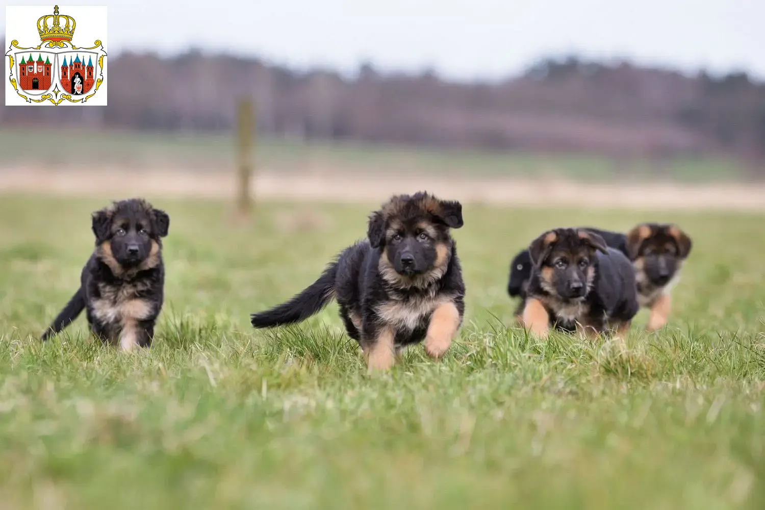 Deutscher Schäferhund Welpen und Züchter Brandenburg an der Havel Hier findest Du Deutschen Schäferhunden Züchter in Brandenburg an der Havel.