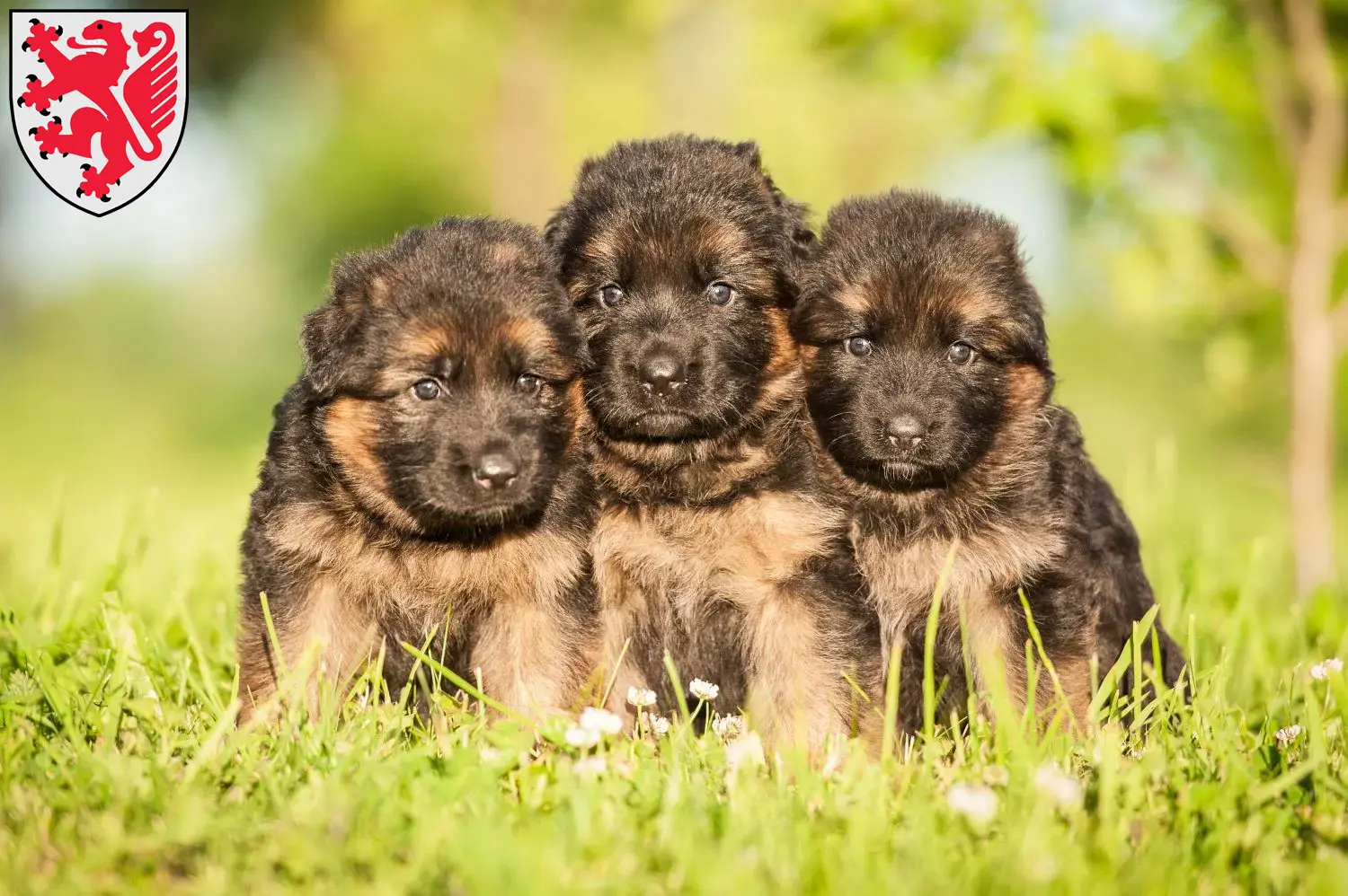 Deutscher Schäferhund Welpen und Züchter Braunschweig Hier findest Du Deutschen Schäferhunden Züchter in Braunschweig.