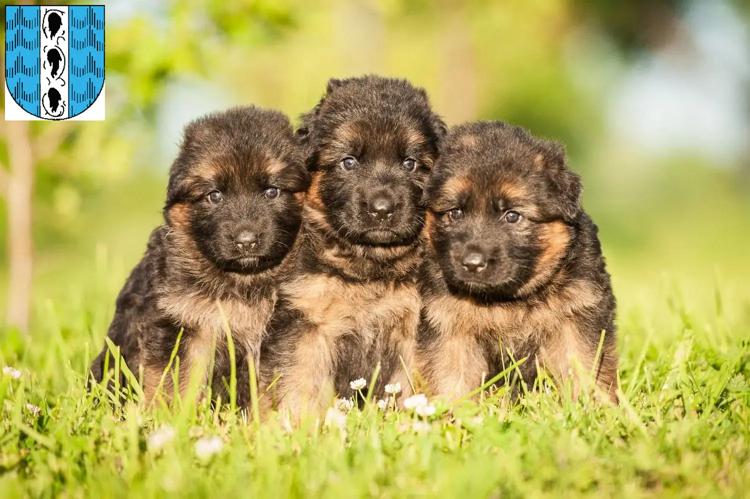 Deutscher Schäferhund Welpen und Züchter Bregenz Hier findest Du Deutschen Schäferhunden Züchter in Bregenz.