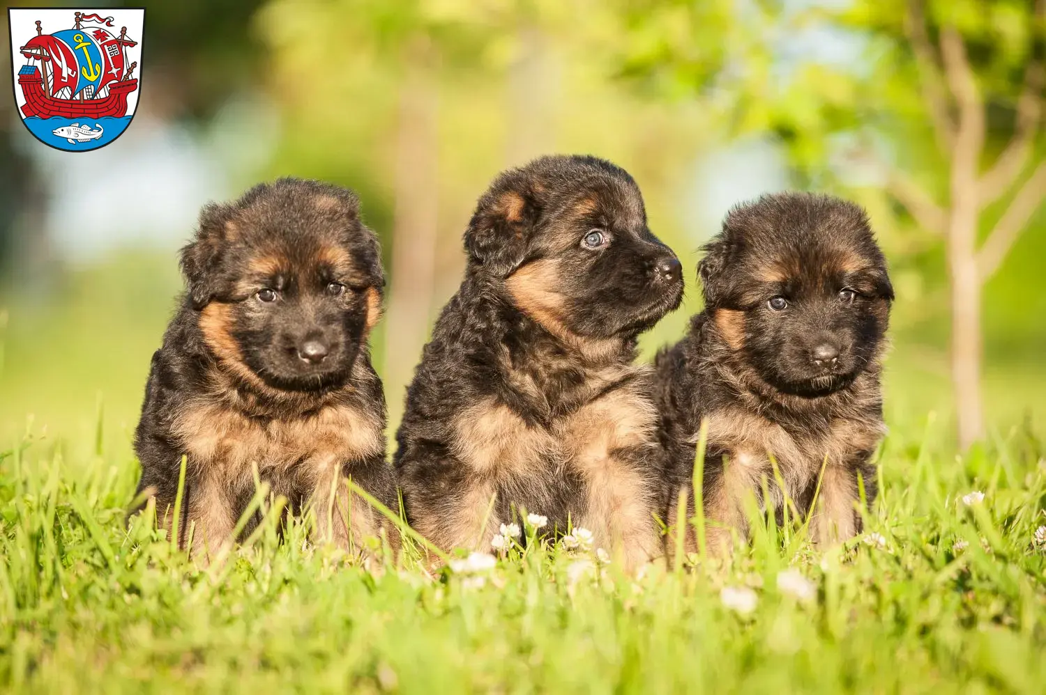 Deutscher Schäferhund Welpen und Züchter Bremerhaven Hier findest Du Deutschen Schäferhunden Züchter in Bremerhaven.