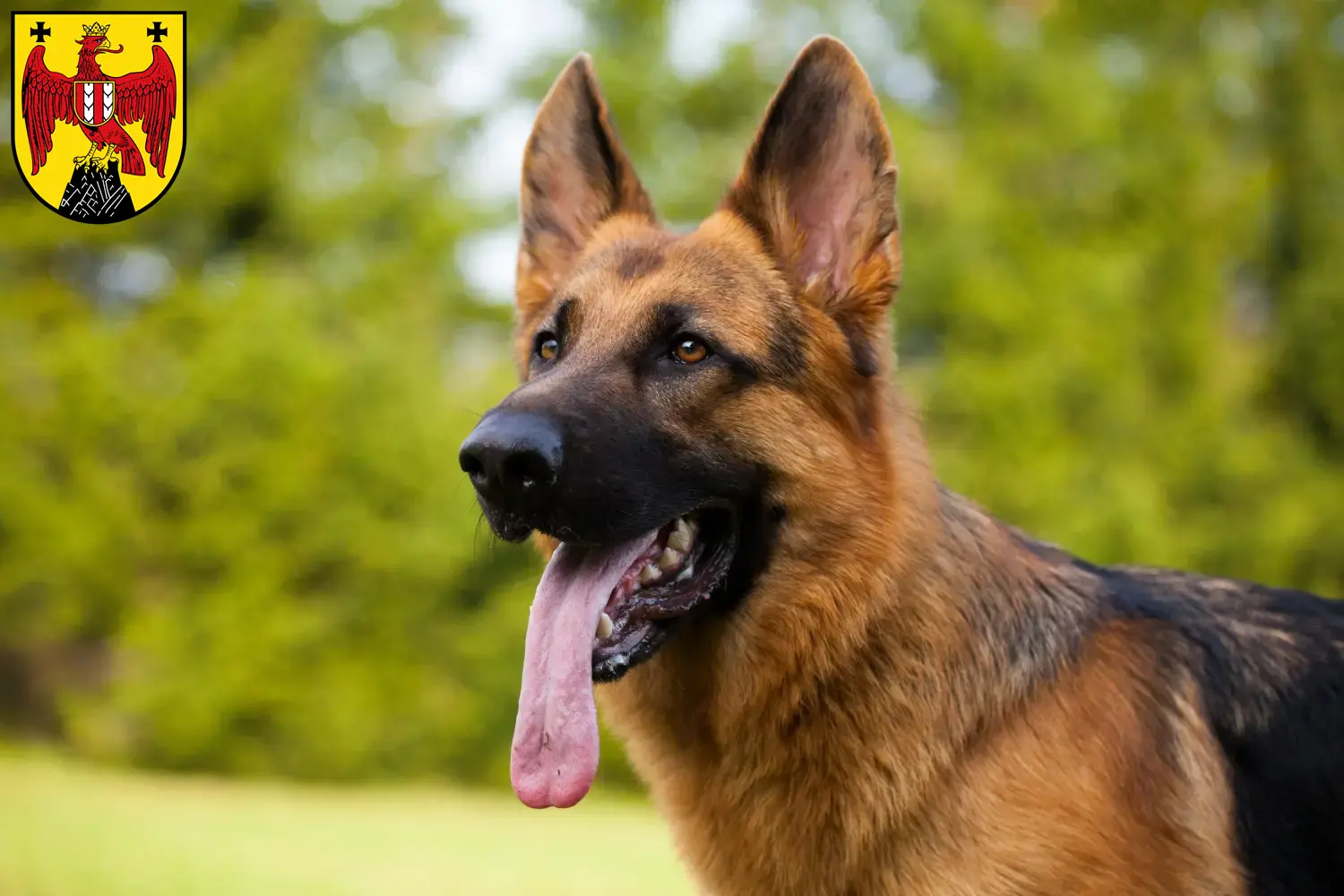 Deutscher Schäferhund Welpen und Züchter Burgenland Hier findest Du Deutschen Schäferhunden Züchter im Burgenland.