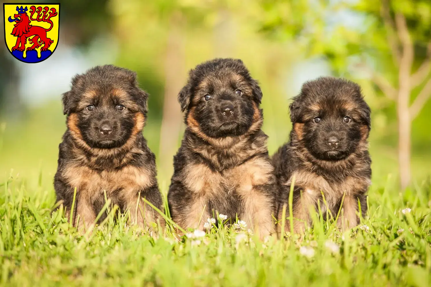 Deutscher Schäferhund Welpen und Züchter Calw Hier findest Du Deutschen Schäferhunden Züchter in Calw.