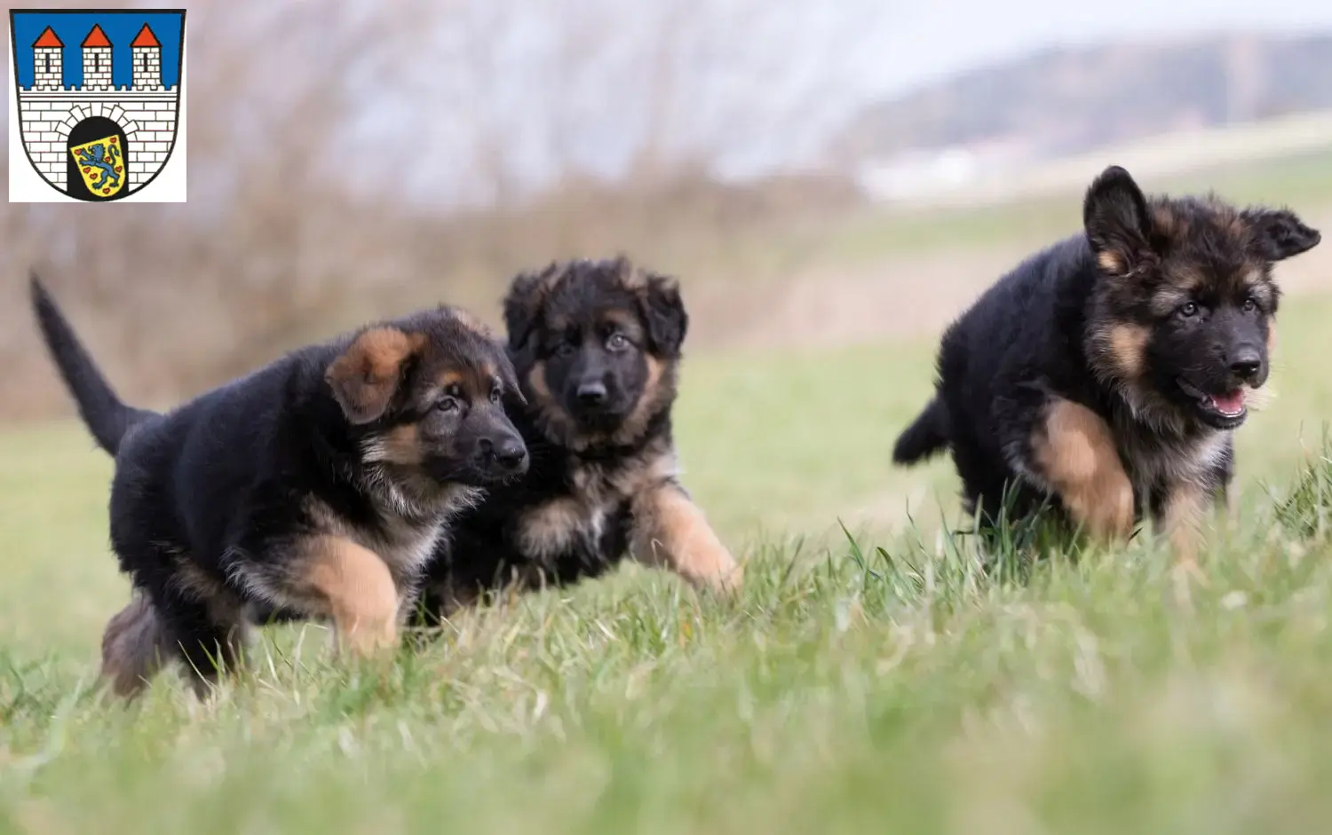 Deutscher Schäferhund Welpen und Züchter Celle Hier findest Du Deutschen Schäferhunden Züchter in Celle.