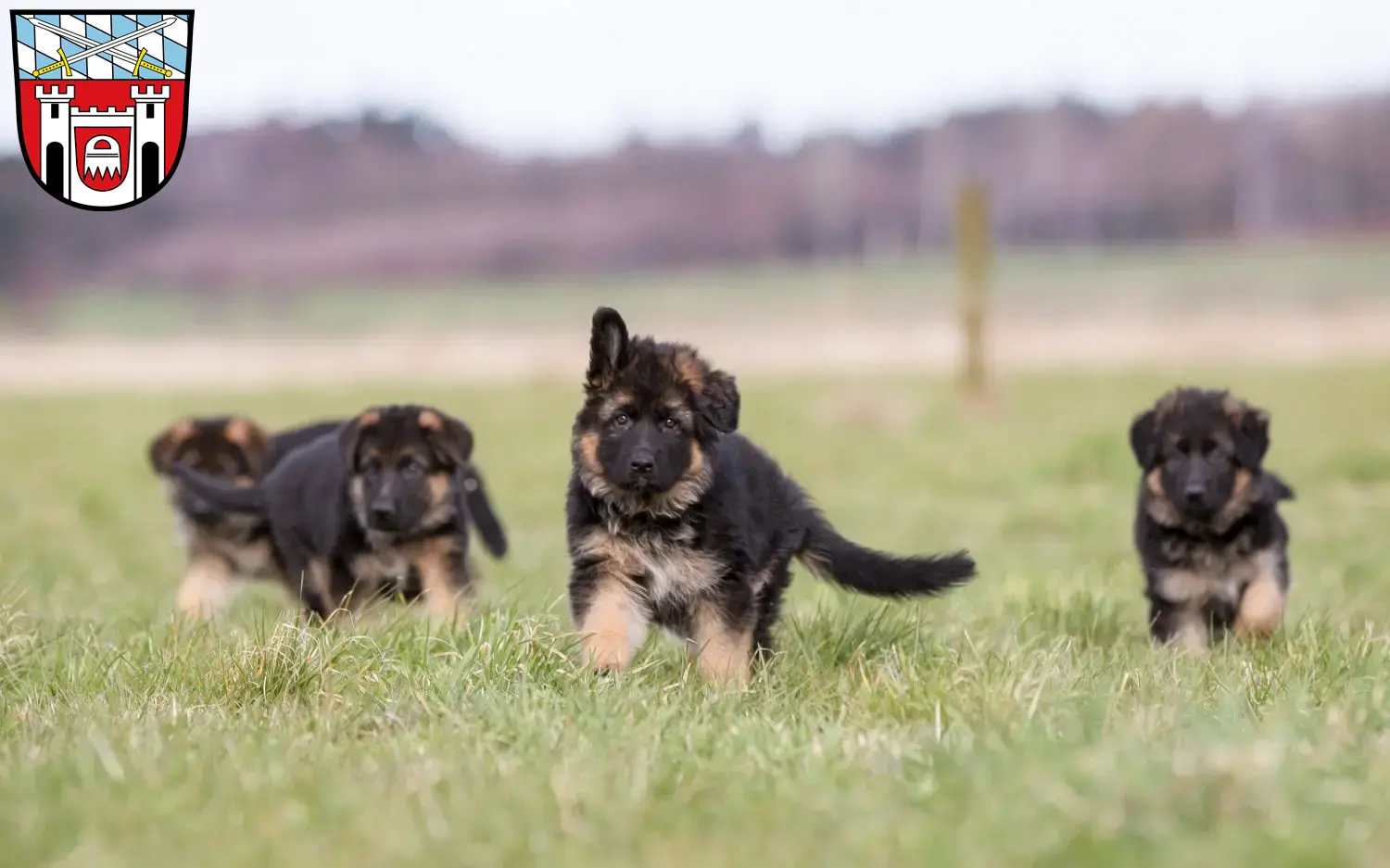 Deutscher Schäferhund Welpen und Züchter Cham (Oberpfalz) Hier findest Du Deutschen Schäferhunden Züchter in Cham (Oberpfalz).