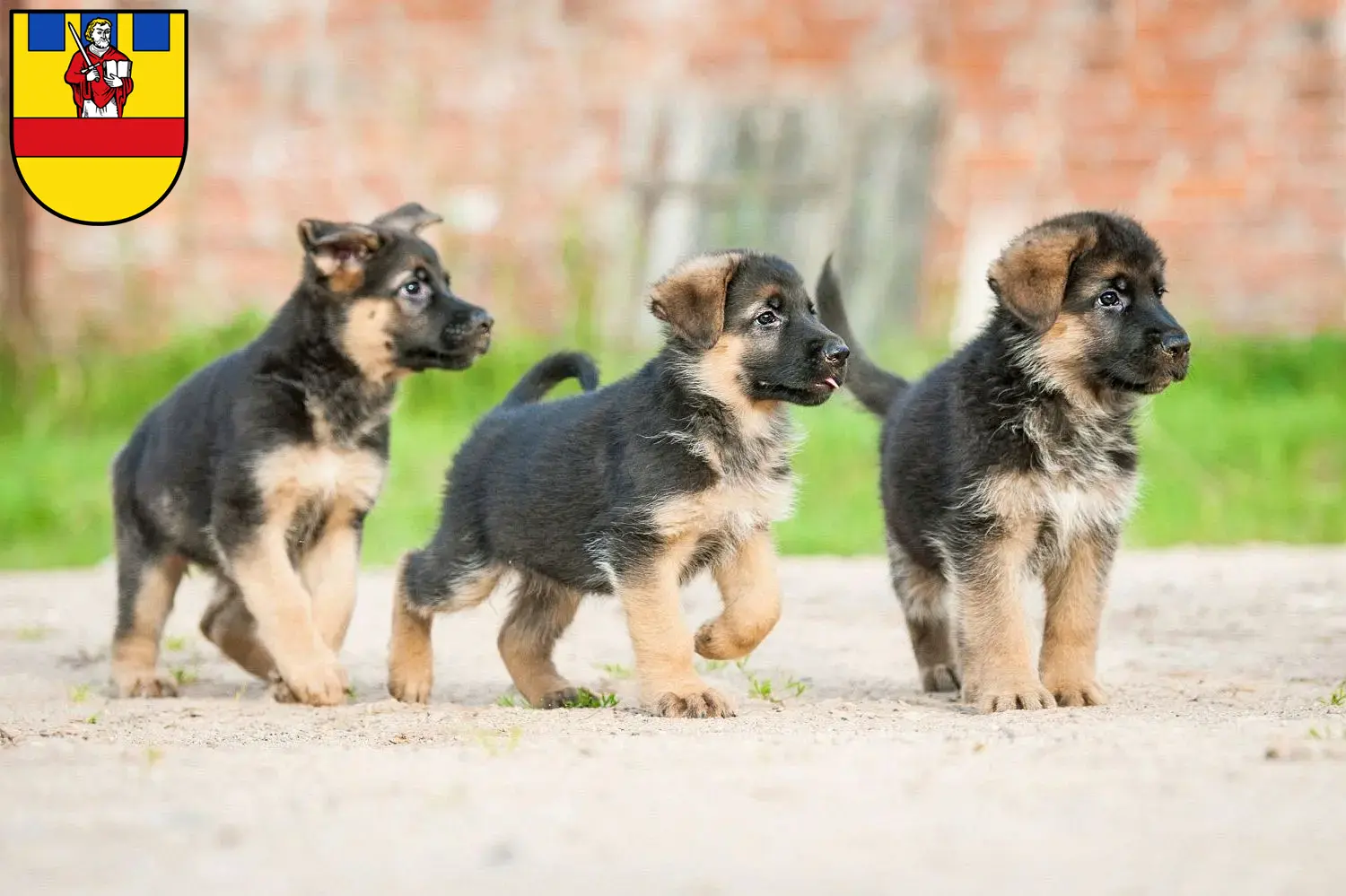 Deutscher Schäferhund Welpen und Züchter Cloppenburg Hier findest Du Deutschen Schäferhunden Züchter in Cloppenburg.