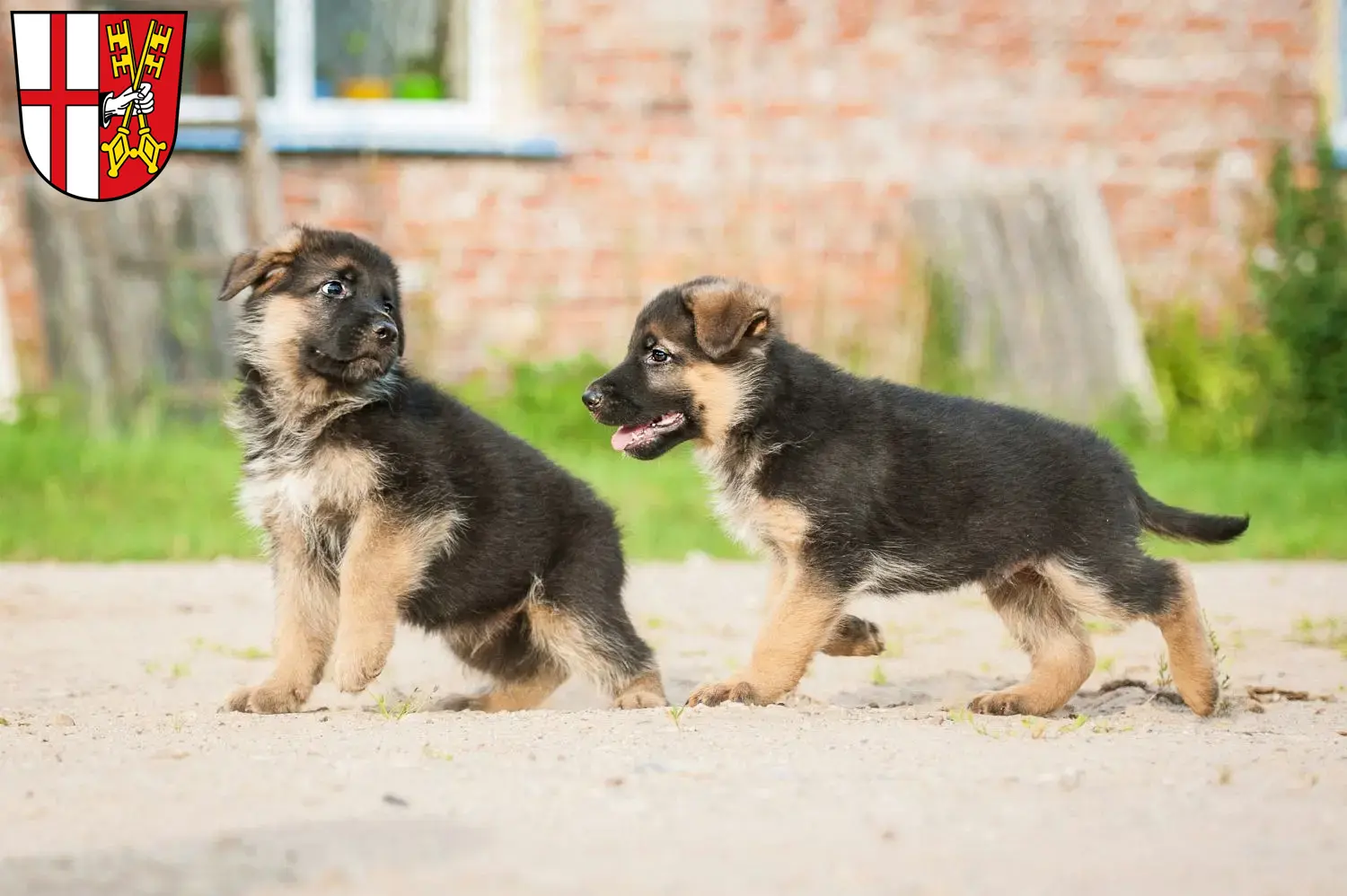 Deutscher Schäferhund Welpen und Züchter Cochem Hier findest Du Deutschen Schäferhunden Züchter in Cochem.