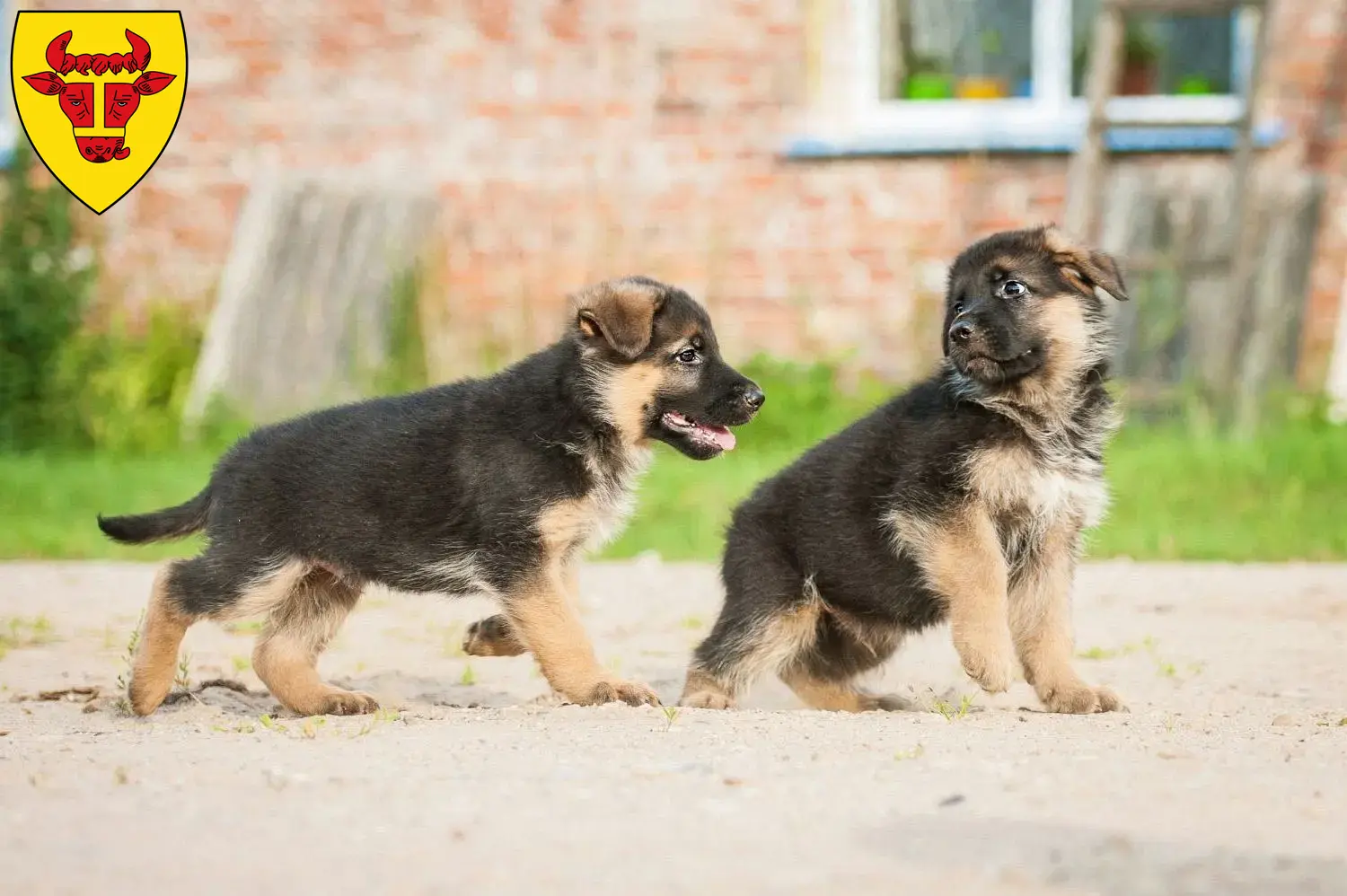 Deutscher Schäferhund Welpen und Züchter Coesfeld Hier findest Du Deutschen Schäferhunden Züchter in Coesfeld.