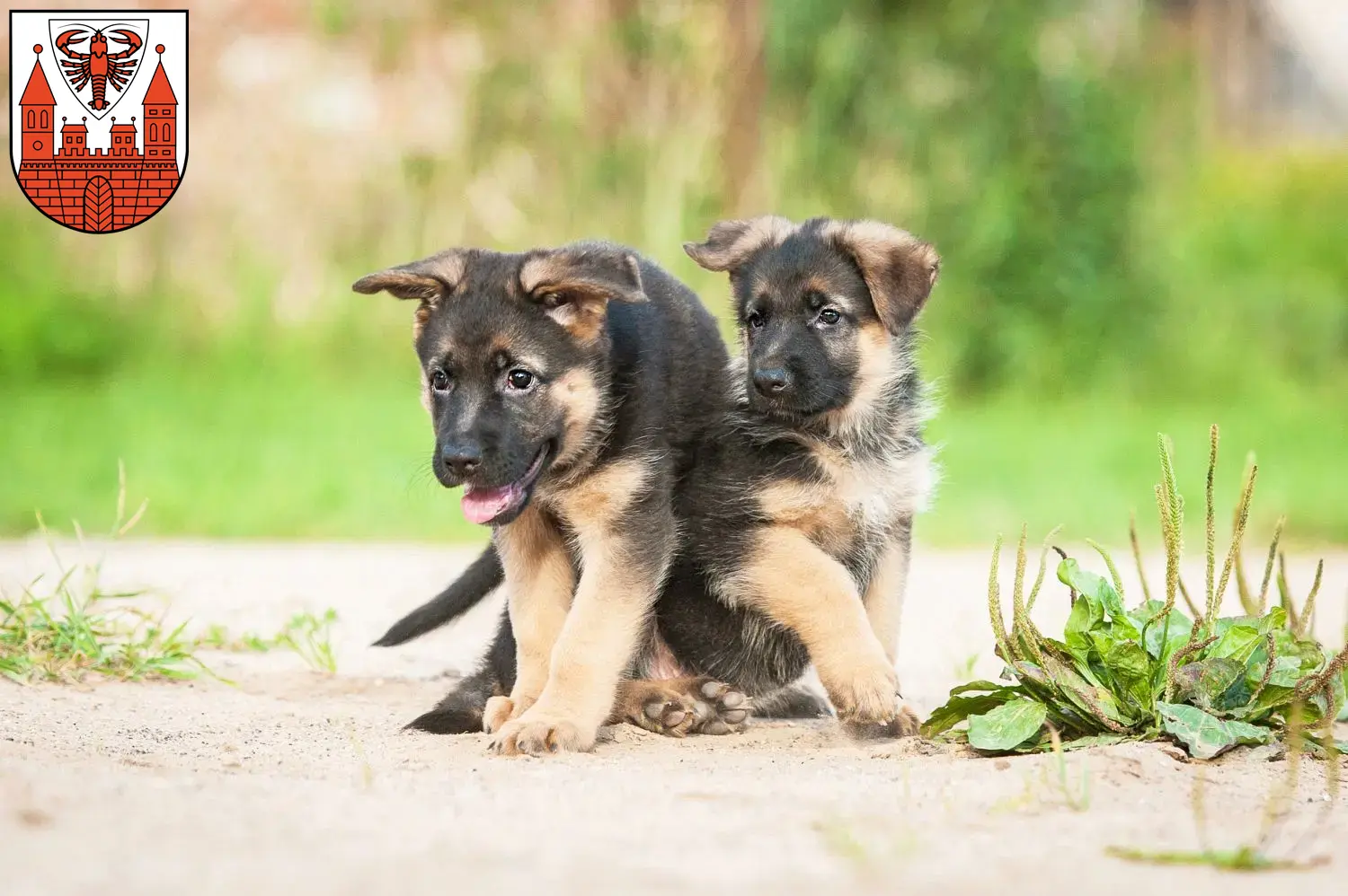 Deutscher Schäferhund Welpen und Züchter Cottbus Hier findest Du Deutschen Schäferhunden Züchter in Cottbus.