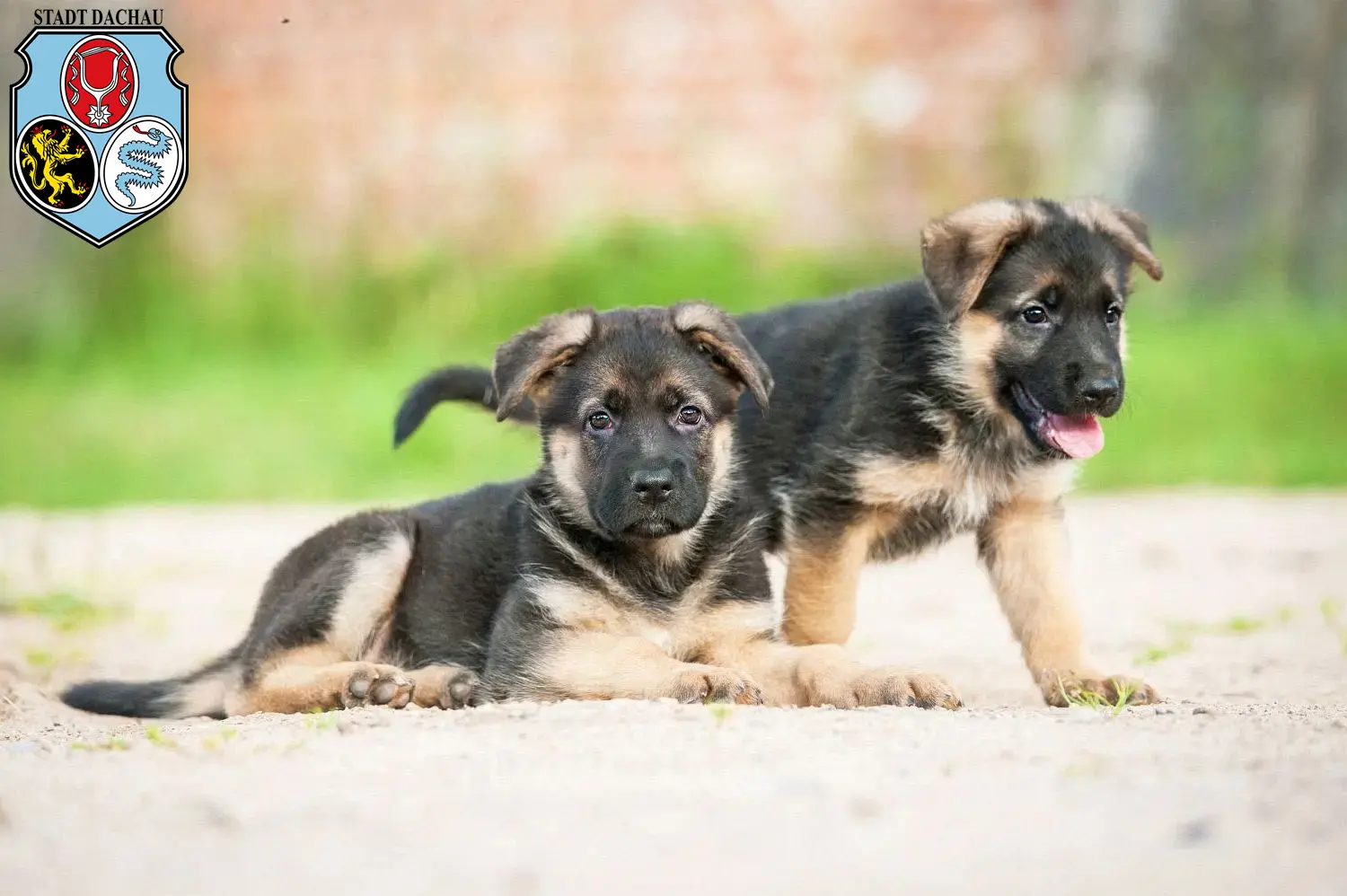 Deutscher Schäferhund Welpen und Züchter Dachau Hier findest Du Deutschen Schäferhunden Züchter in Dachau.