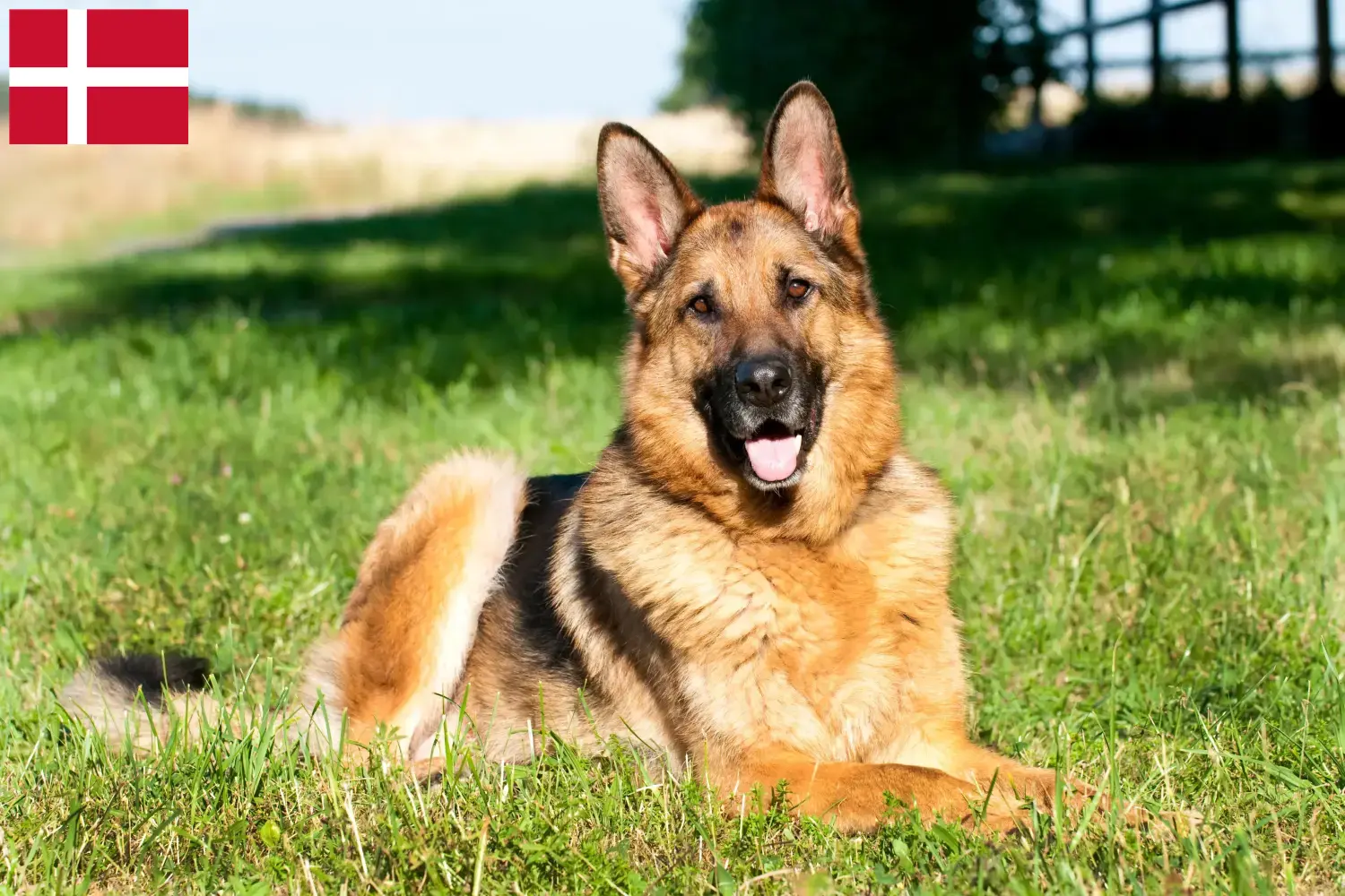 Deutscher Schäferhund Welpen und Züchter Dänemark Hier findest Du Deutschen Schäferhunden Züchter in Dänemark.