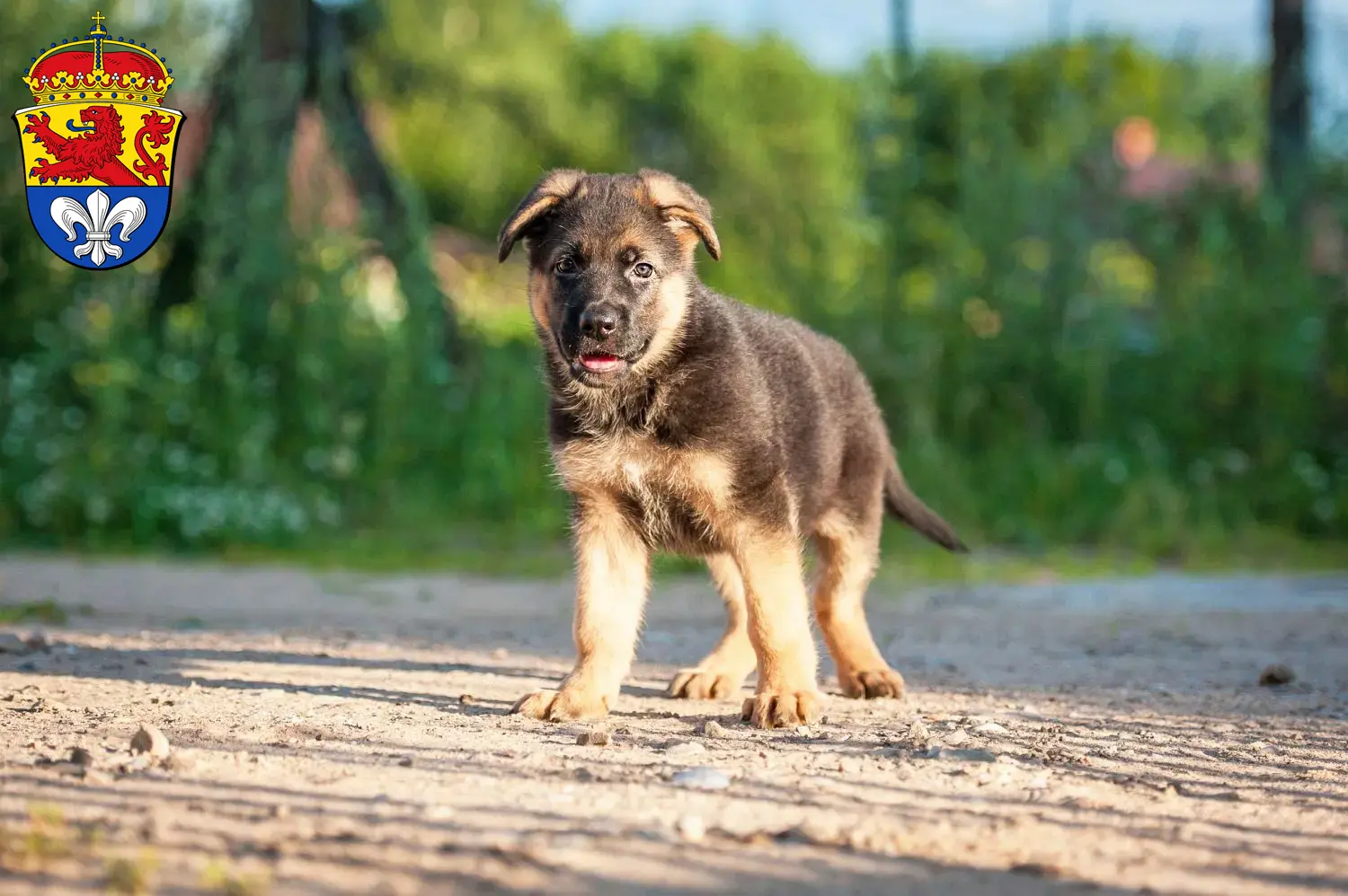 Deutscher Schäferhund Welpen und Züchter Darmstadt Hier findest Du Deutschen Schäferhunden Züchter in Darmstadt.