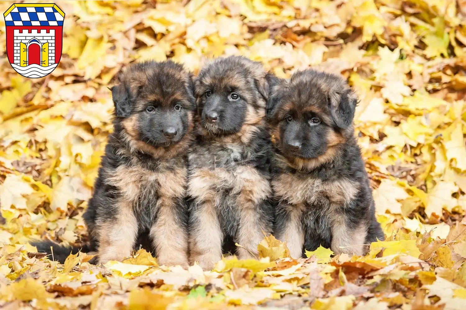 Deutscher Schäferhund Welpen und Züchter Deggendorf Hier findest Du Deutschen Schäferhunden Züchter in Deggendorf.