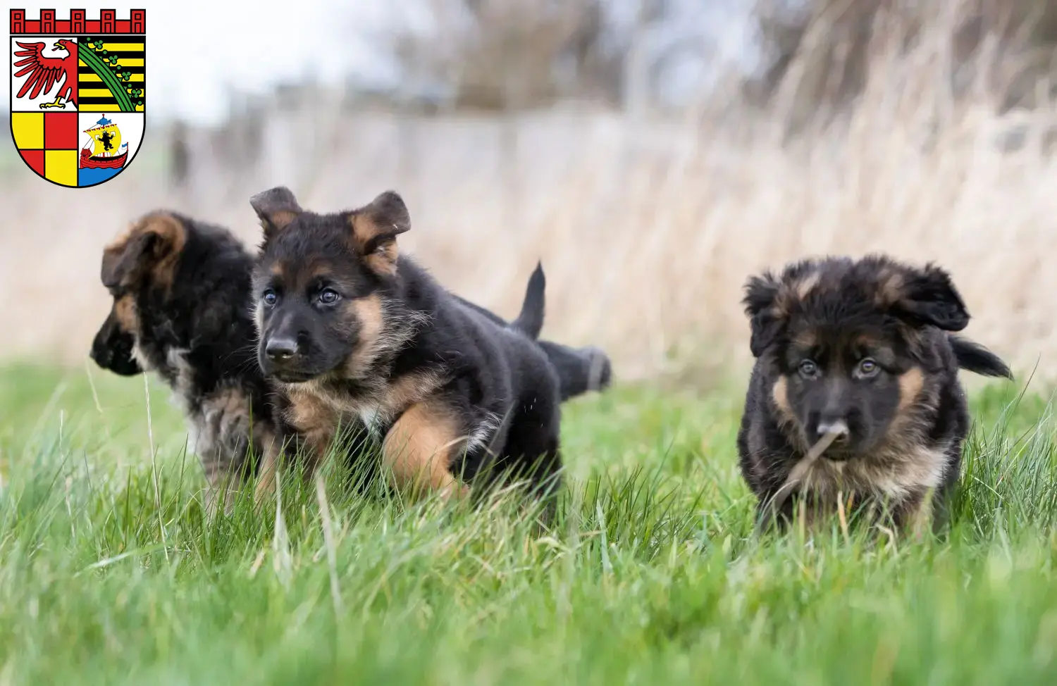 Deutscher Schäferhund Welpen und Züchter Dessau-Roßlau Hier findest Du Deutschen Schäferhunden Züchter in Dessau-Roßlau.