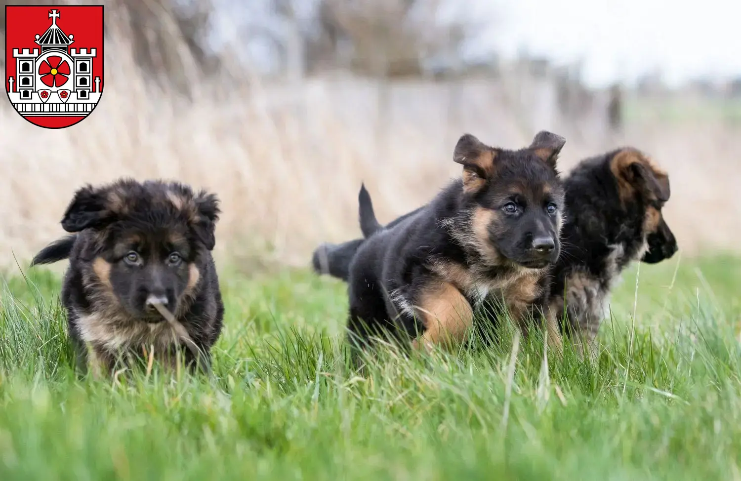 Deutscher Schäferhund Welpen und Züchter Detmold Hier findest Du Deutschen Schäferhunden Züchter in Detmold.