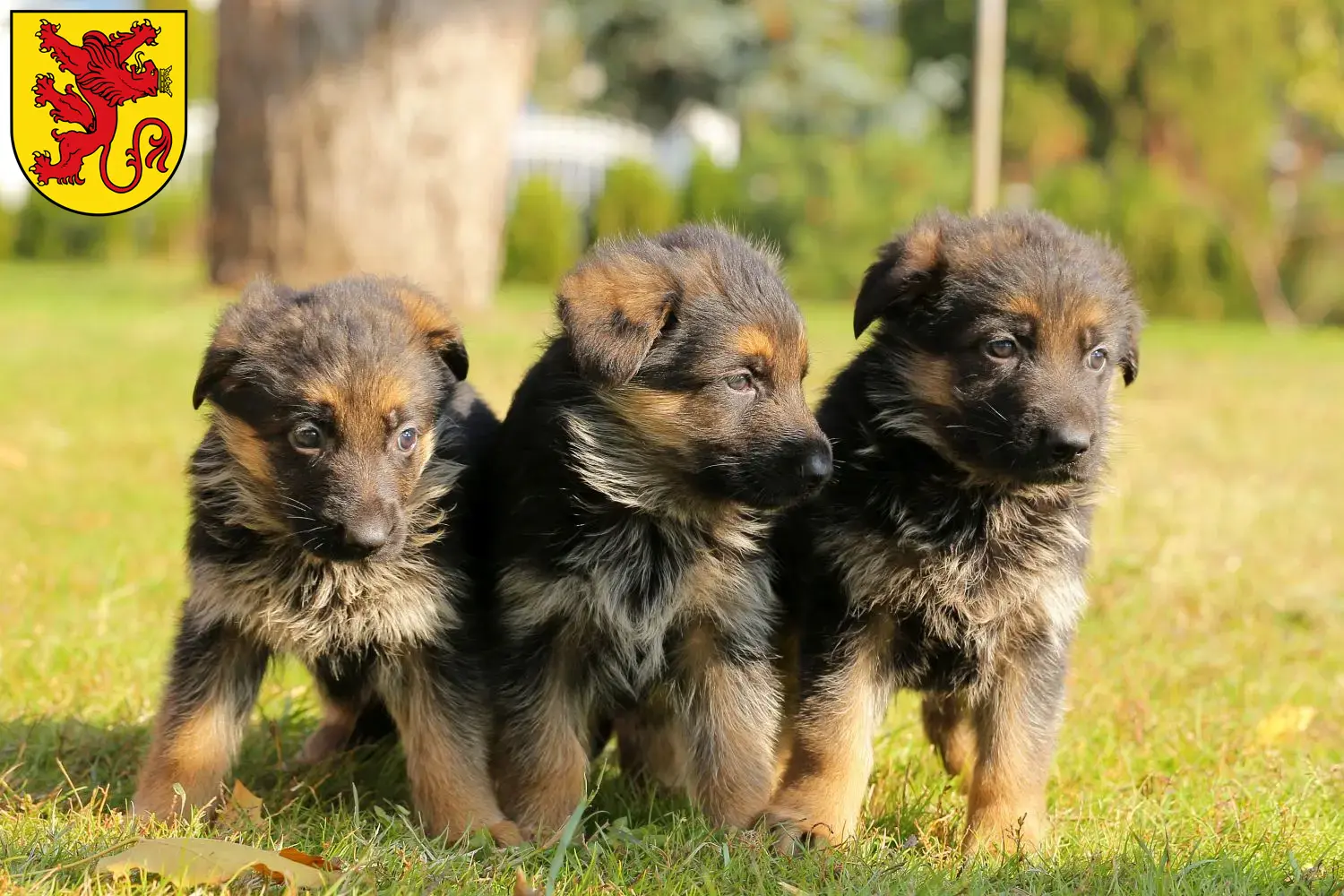 Deutscher Schäferhund Welpen und Züchter Diepholz Hier findest Du Deutschen Schäferhunden Züchter in Diepholz.