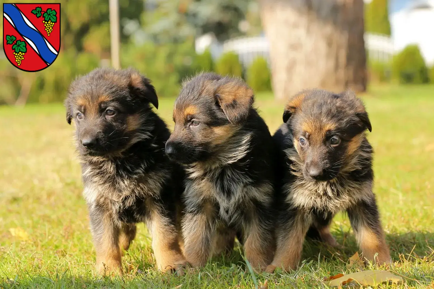 Deutscher Schäferhund Welpen und Züchter Dietzenbach Hier findest Du Deutschen Schäferhunden Züchter in Dietzenbach.