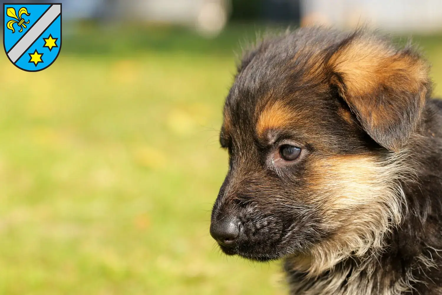 Deutscher Schäferhund Welpen und Züchter Dillingen an der Donau Hier findest Du Deutschen Schäferhunden Züchter in Dillingen an der Donau.