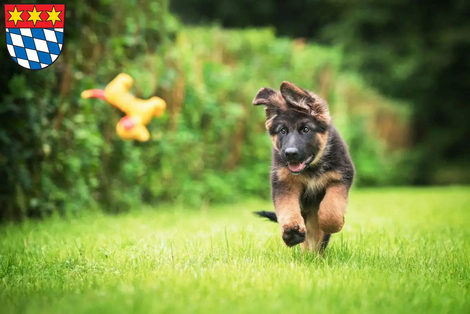 Deutscher Schäferhund Welpen und Züchter Dingolfing Hier findest Du Deutschen Schäferhunden Züchter in Dingolfing.