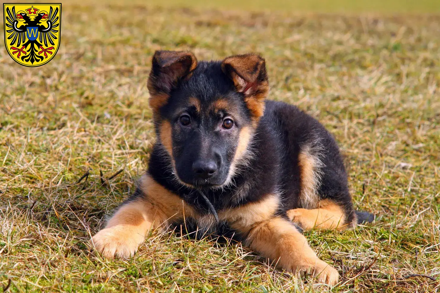 Deutscher Schäferhund Welpen und Züchter Donauwörth Hier findest Du Deutschen Schäferhunden Züchter in Donauwörth.