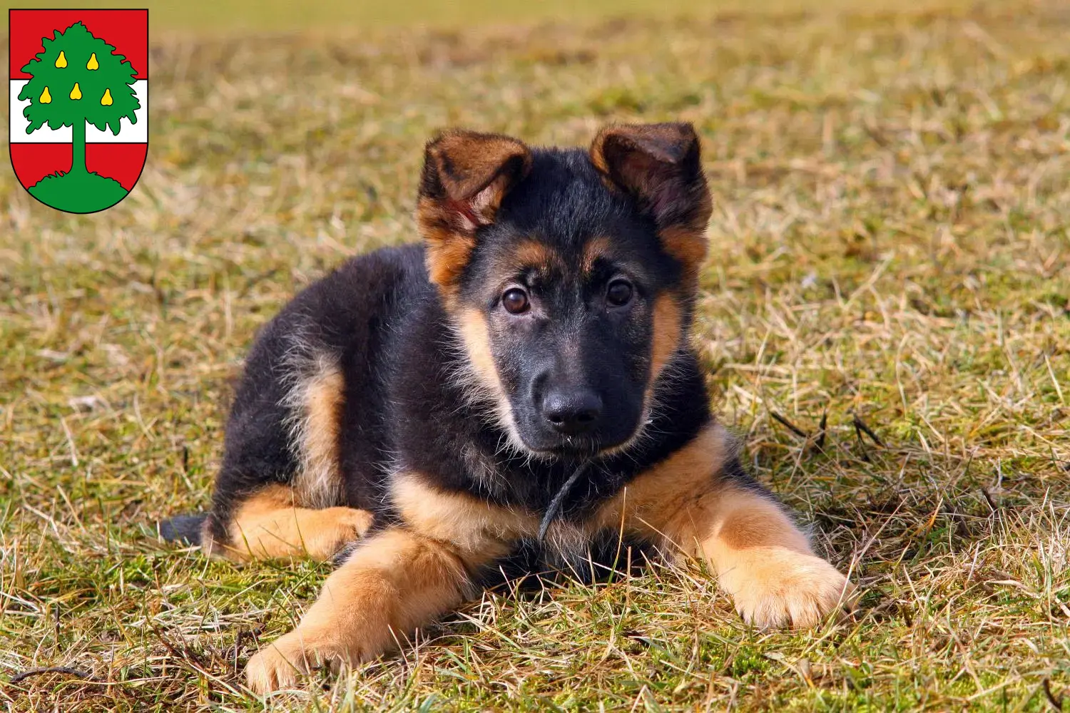 Deutscher Schäferhund Welpen und Züchter Dornbirn Hier findest Du Deutschen Schäferhunden Züchter in Dornbirn.