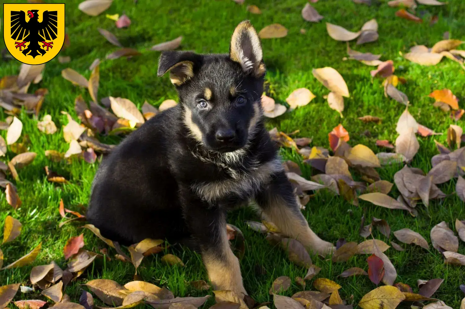Deutscher Schäferhund Welpen und Züchter Dortmund Hier findest Du Deutschen Schäferhunden Züchter in Dortmund.