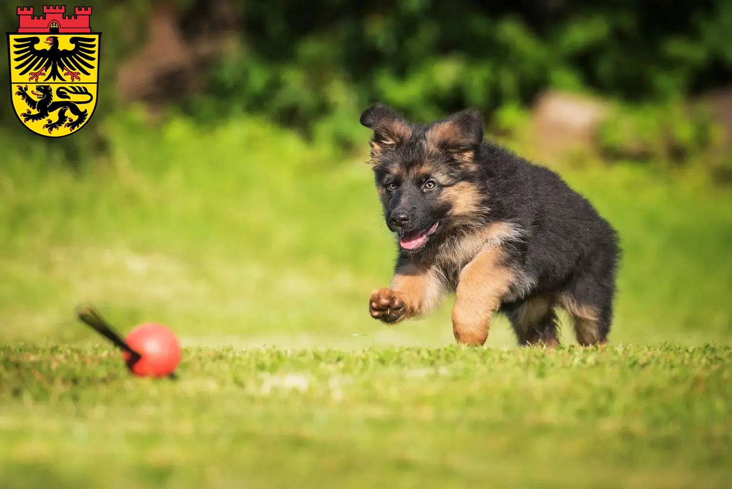 Deutscher Schäferhund Welpen und Züchter Düren Hier findest Du Deutschen Schäferhunden Züchter in Düren.