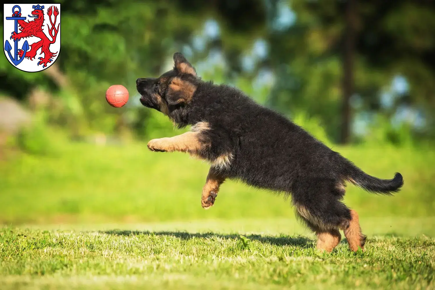 Deutscher Schäferhund Welpen und Züchter Düsseldorf Hier findest Du Deutschen Schäferhunden Züchter in Düsseldorf.