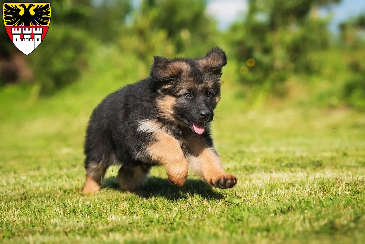 Deutscher Schäferhund Welpen und Züchter Duisburg Hier findest Du Deutschen Schäferhunden Züchter in Duisburg.