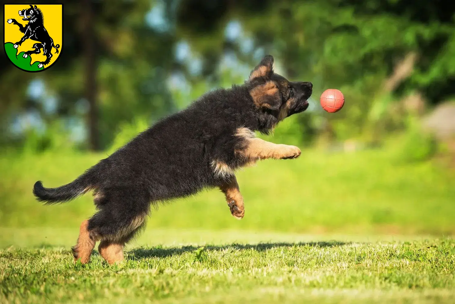 Deutscher Schäferhund Welpen und Züchter Ebersberg Hier findest Du Deutschen Schäferhunden Züchter in Ebersberg.