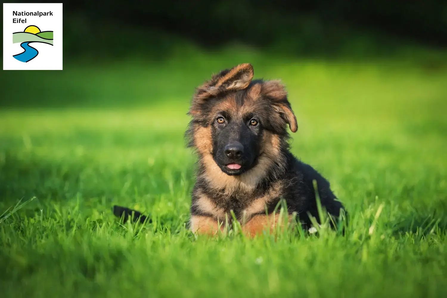 Deutscher Schäferhund Welpen und Züchter Eifel Hier findest Du Deutschen Schäferhunden Züchter in der Eifel.